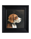 Angus