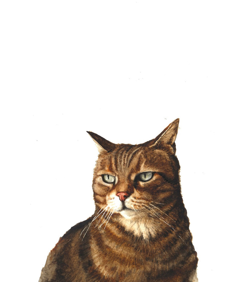 Brown tabby cat with green eyes on a white background